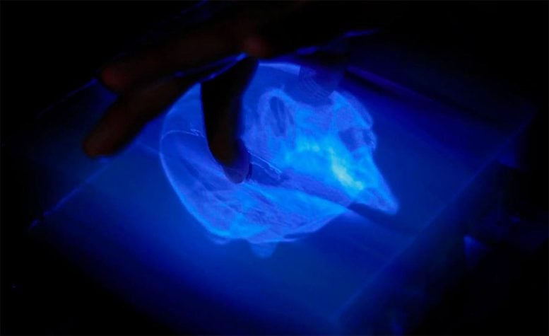 A Person Holding a 3D Skull Between Their Index Finger and Thumb