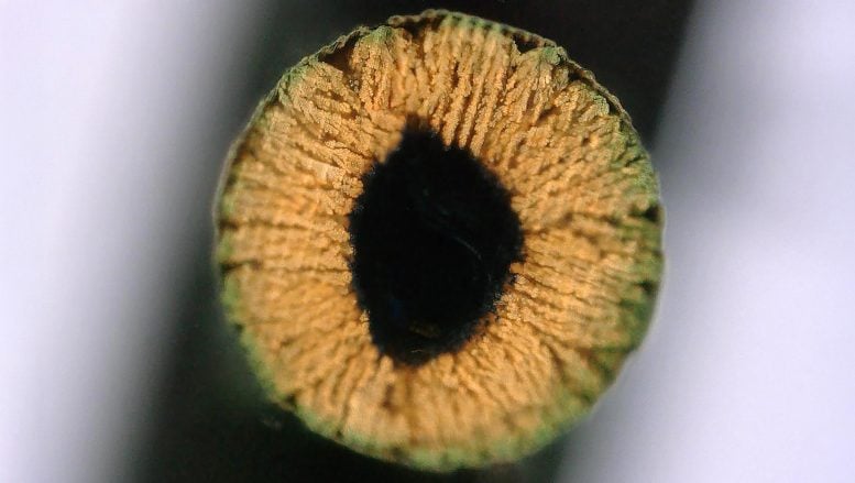 Cross-Section of a Copper-Infused Hydrogel