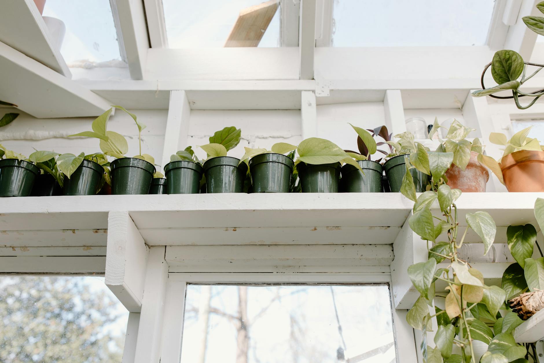 Modern greenhouse facility with rows of green plants growing under artificial lighting