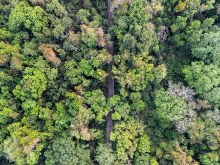 How YC Alumni Are Building Climate Tech Companies in Latin America Aerial view of dense green rainforest canopy representing Latin American environmental challenges