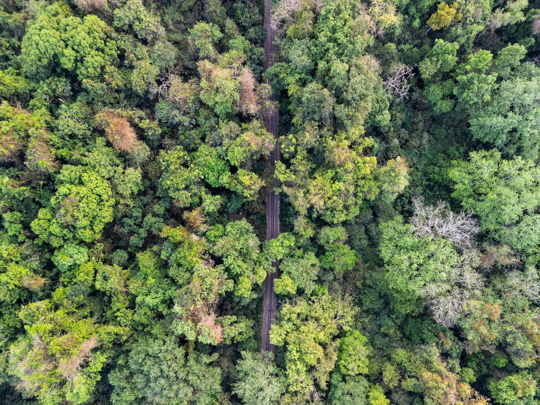Aerial view of dense green rainforest canopy representing Latin American environmental challenges
