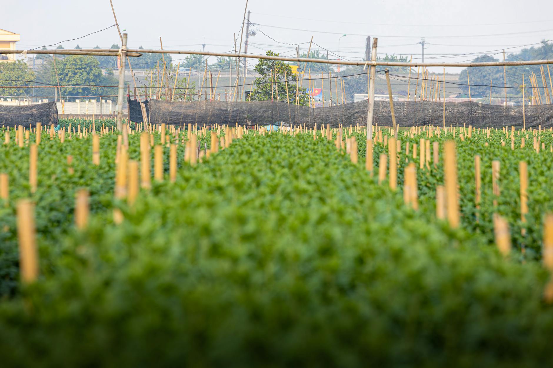 Urban farming facility with vertical growing systems in industrial building